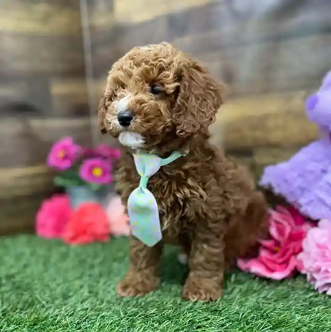 Male Poodle Moyen (Medium) Puppy for Sale in Braintree, MA