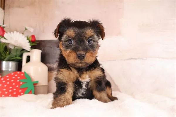 Male Yorkshire Terrier puppy named Juju for sale at Pet Express Braintree.