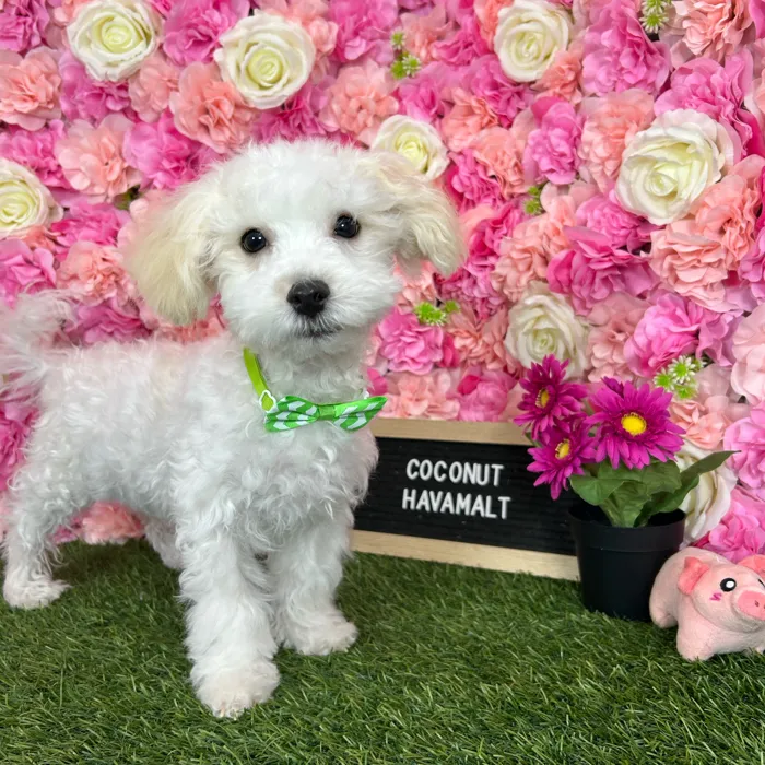 Male Havamalt puppy named Coconut for sale at Pet Express Braintree.
