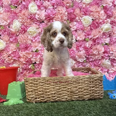 Male Cocker Spaniel Puppy for Sale in Saugus, MA