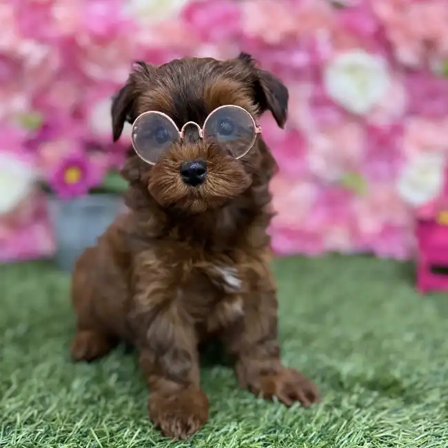 Female Yorkie-Poo Puppy for Sale in Braintree, MA