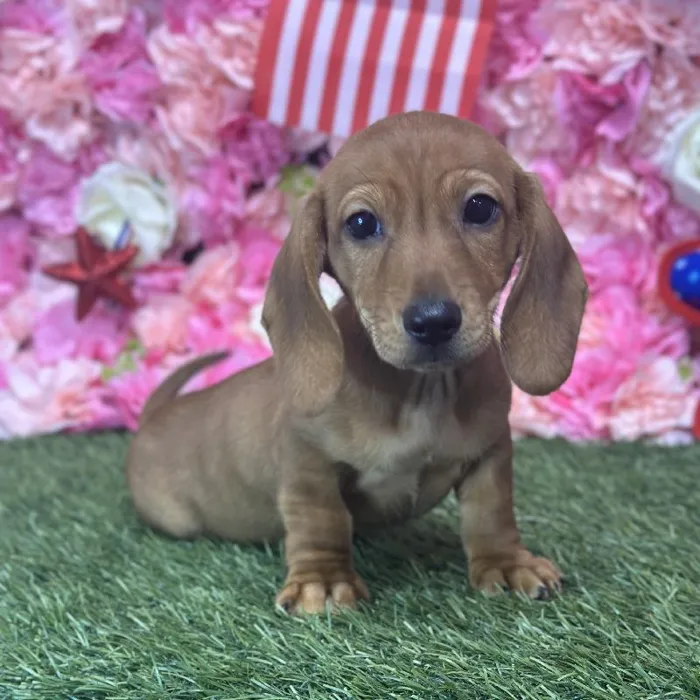 Male Dachshund Puppy for Sale in Saugus, MA