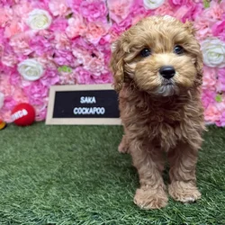Female Cockapoo 2Nd Gen puppy named Saka for sale at Pet Express Braintree.