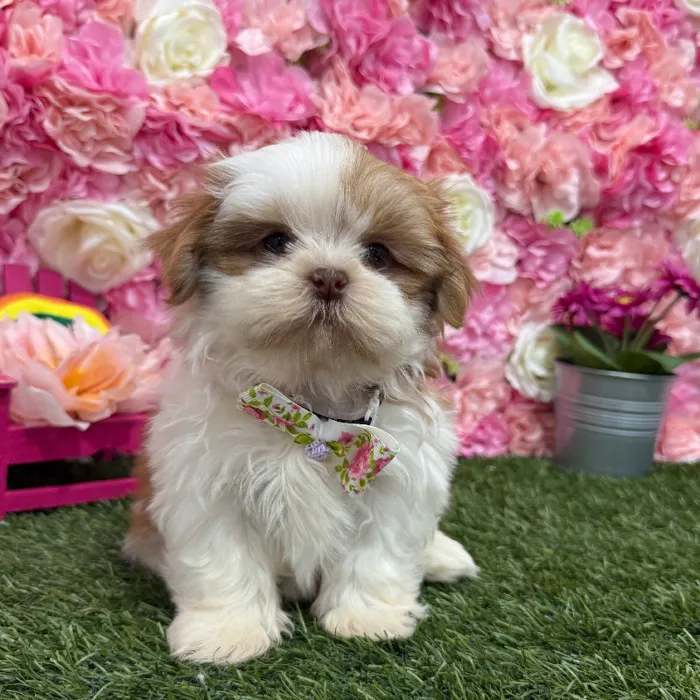 Male Shih Tzu Puppy for Sale in Braintree, MA