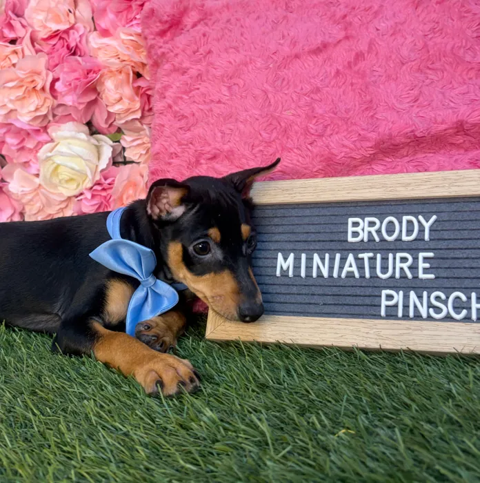 Male Miniature Pinscher puppy named Brody for sale at Pet Express Saugus.
