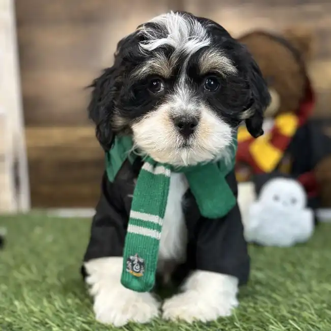 Male Lhasa-Poo Puppy for Sale in Saugus, MA