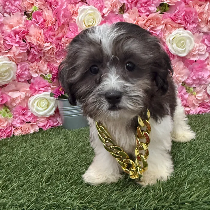 Male Shih-Poo Puppy for Sale in Braintree, MA