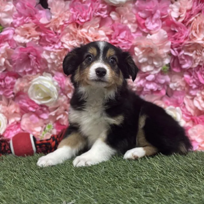 Male Toy Australian Shepherd Puppy for Sale in Saugus, MA