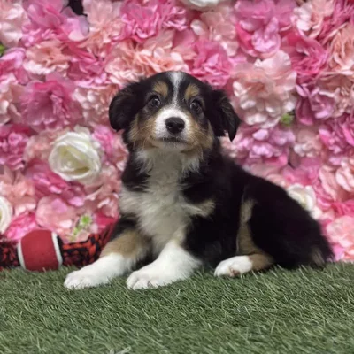 Male Toy Australian Shepherd Puppy for Sale in Saugus, MA