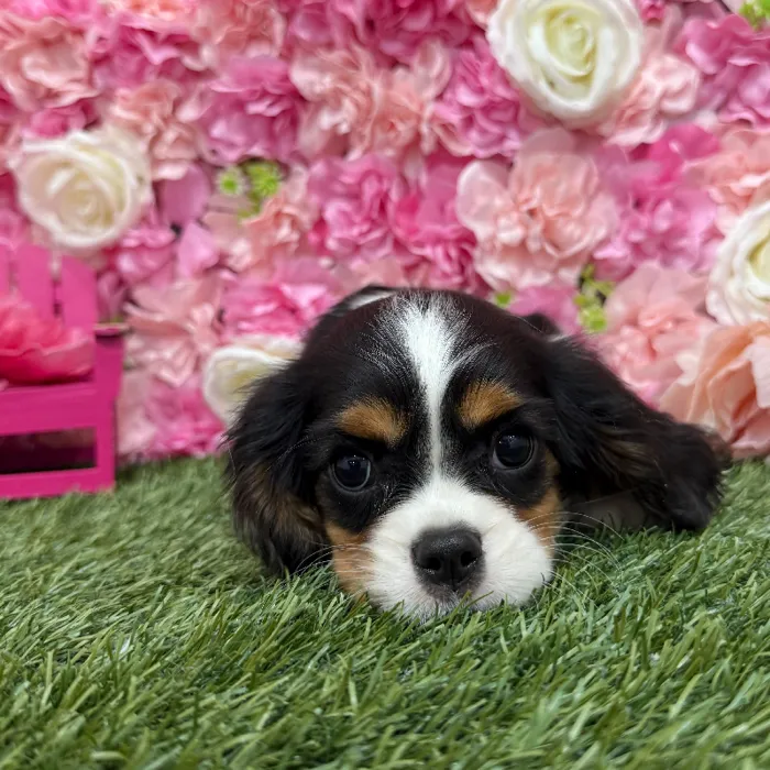 Male Cavalier King Charles Spaniel Puppy for Sale in Braintree, MA