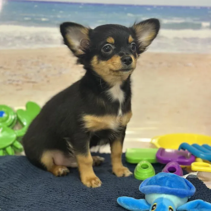 Male Chihuahua Puppy for Sale in Saugus, MA
