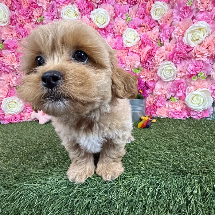 Male Shih-Poo puppy named Rolo for sale at Pet Express Braintree.
