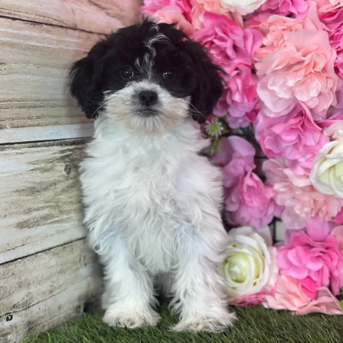 Female Lhasa-Poo puppy named Dolly for sale at Pet Express Saugus.