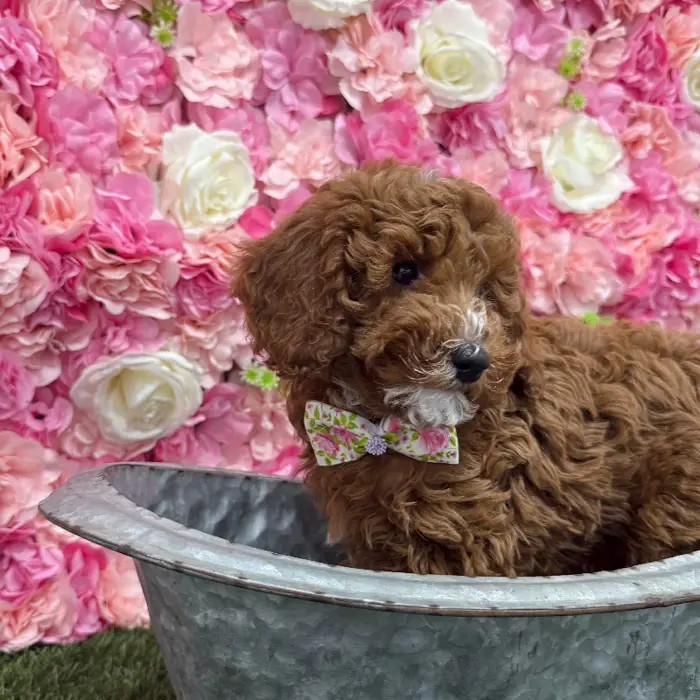 Male Poodle Moyen (Medium) Puppy for Sale in Braintree, MA