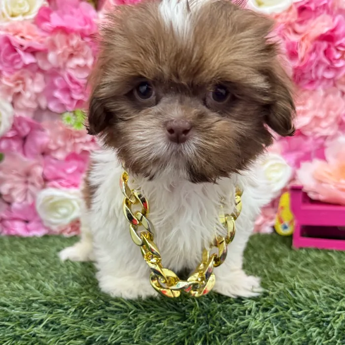 Male Shih Tzu Puppy for Sale in Braintree, MA