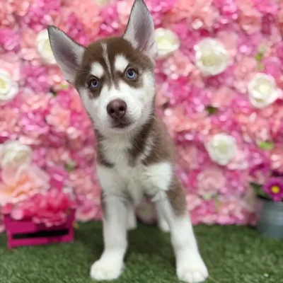 Male Siberian Husky Puppy for Sale in Braintree, MA