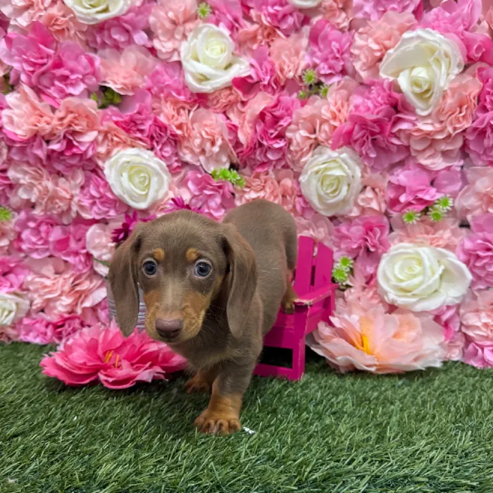 Male Dachshund Puppy for Sale in Braintree, MA
