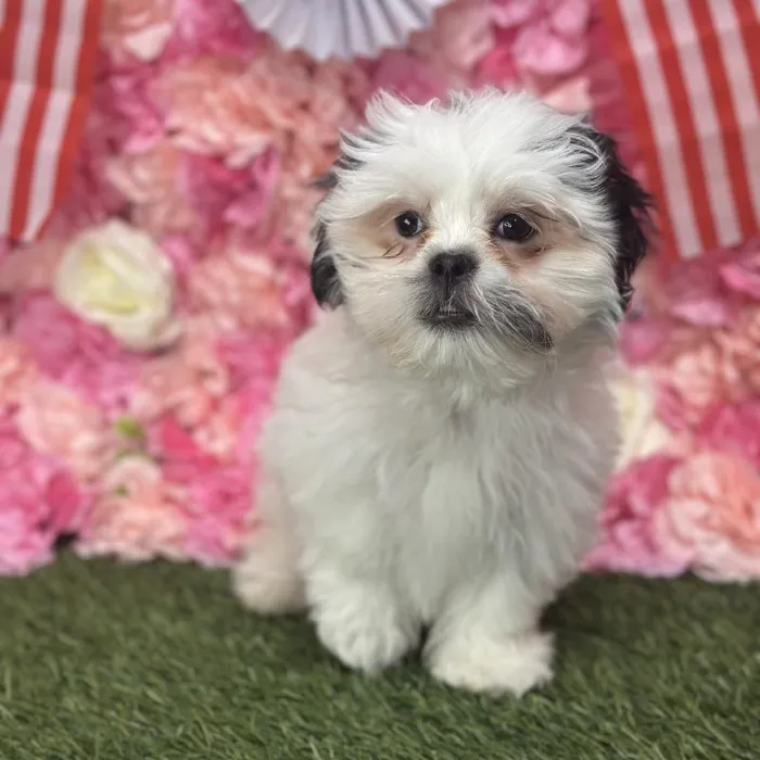Male Malshi Puppy for Sale in Saugus, MA