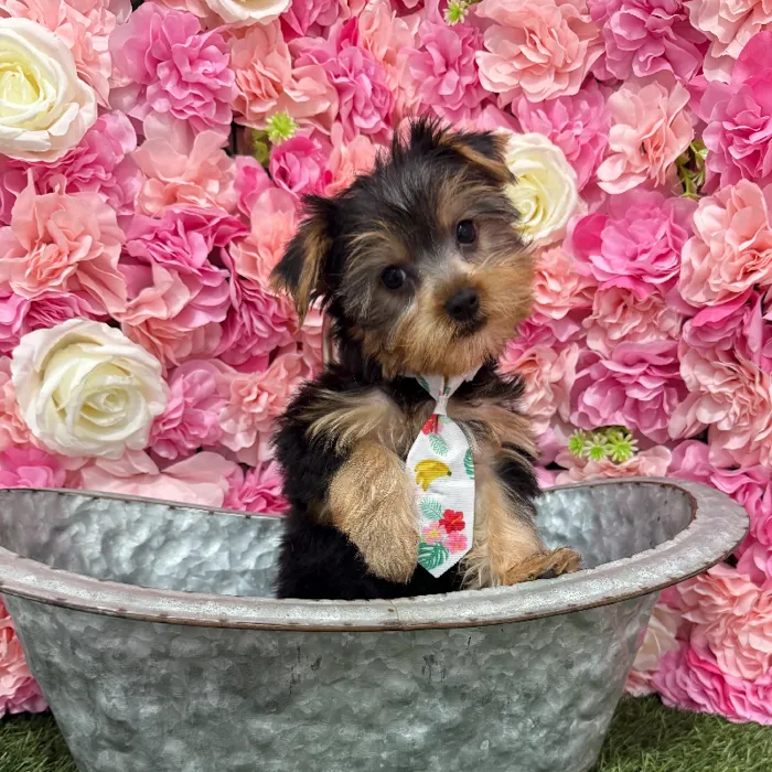Male Yorkshire Terrier Puppy for Sale in Braintree, MA