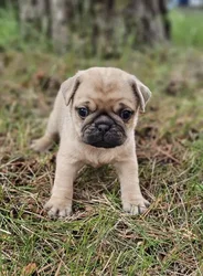 car_main_img_/media/ap_media/pets/GVOBUTFTIWNQ189694.webp.250x250_q85.webp