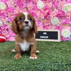 Female Cavalier King Charles Spaniel puppy named Iris for sale at Pet Express Braintree.