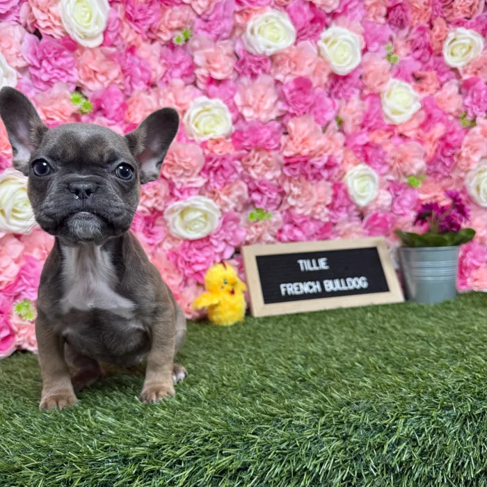 Female French Bulldog puppy named Tillie for sale at Pet Express Braintree.