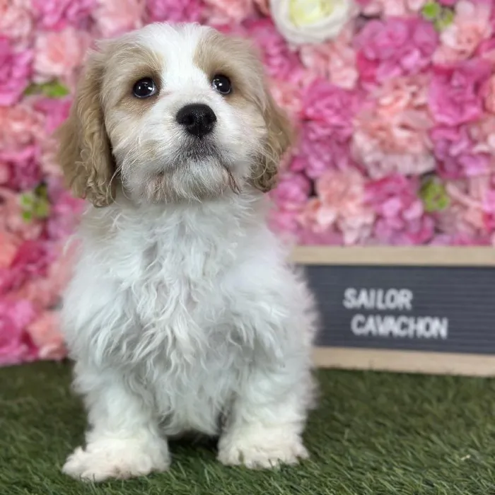 Male Cavachon puppy named Sailor for sale at Pet Express Saugus.