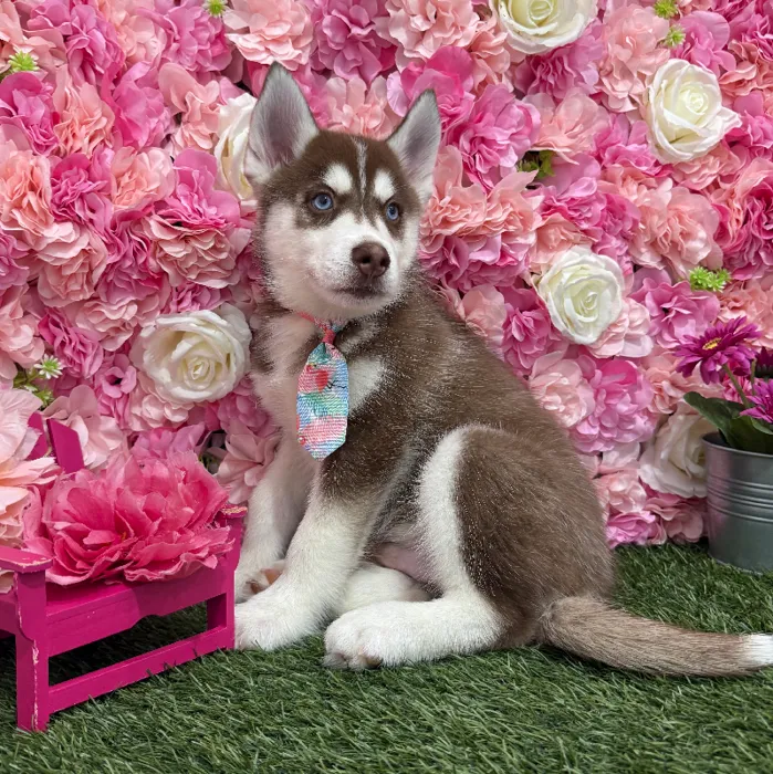 Male Siberian Husky Puppy for Sale in Braintree, MA