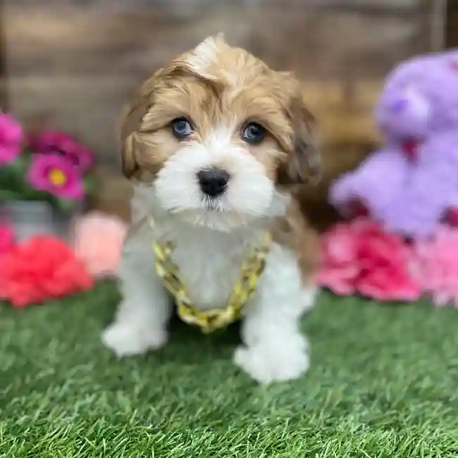 Male Lhasa-Poo Puppy for Sale in Braintree, MA