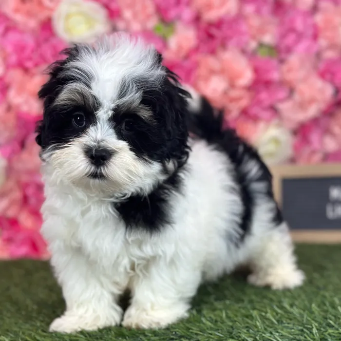Male Lhatese puppy named Marlon for sale at Pet Express Saugus.