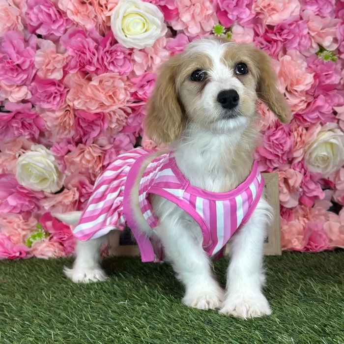 Female Cavachon puppy named Gladys for sale at Pet Express Saugus.