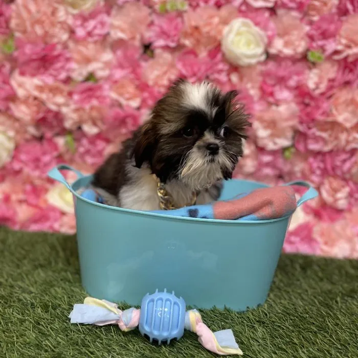 Male Shih Tzu Puppy for Sale in Saugus, MA