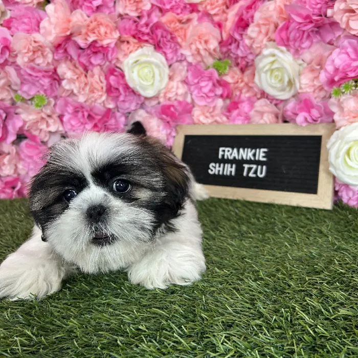 Male Shih Tzu puppy named Frankie for sale at Pet Express Braintree.