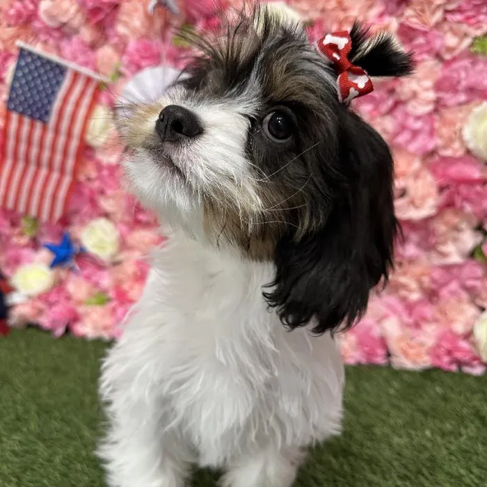 Female Cavanese Puppy for Sale in Saugus, MA
