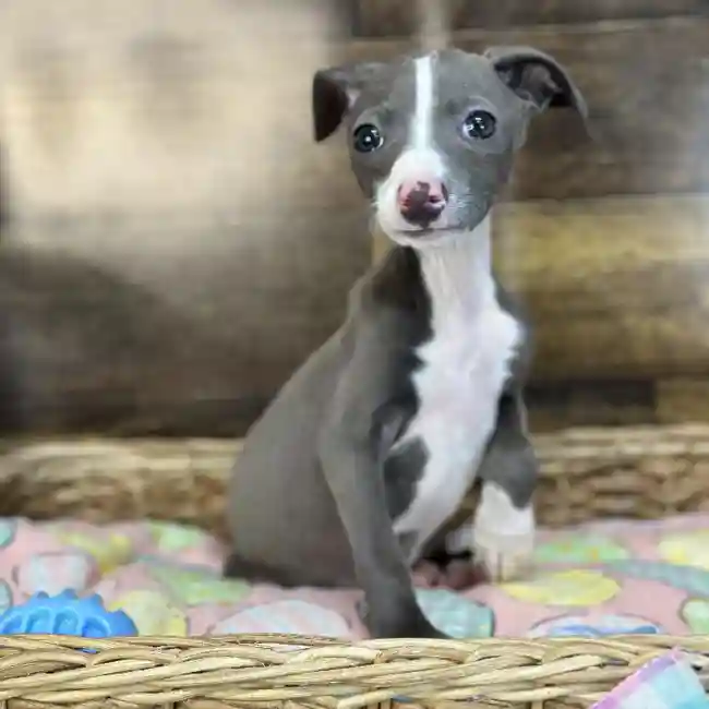 Male Italian Greyhound Puppy for Sale in Saugus, MA