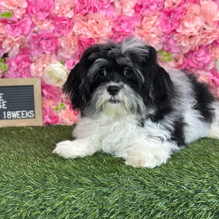 Male Lhatese puppy named Ritchie for sale at Pet Express Saugus.