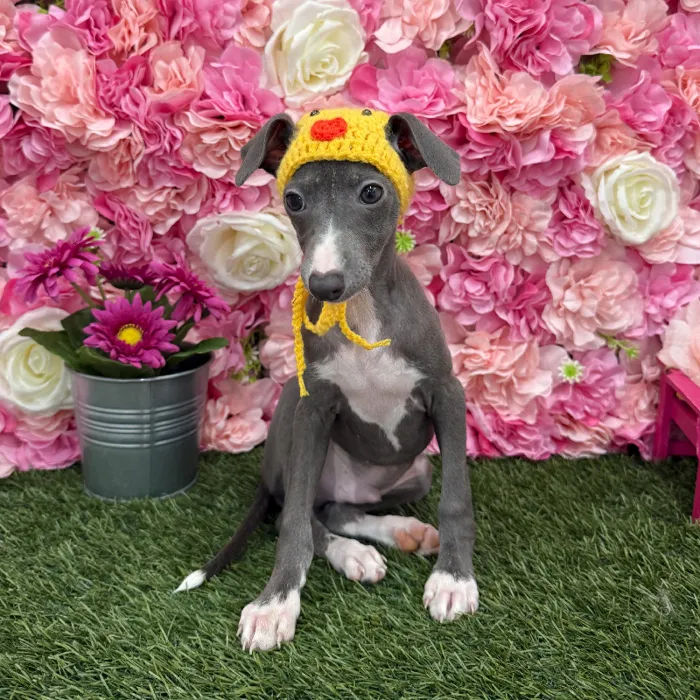 Male Italian Greyhound Puppy for Sale in Braintree, MA
