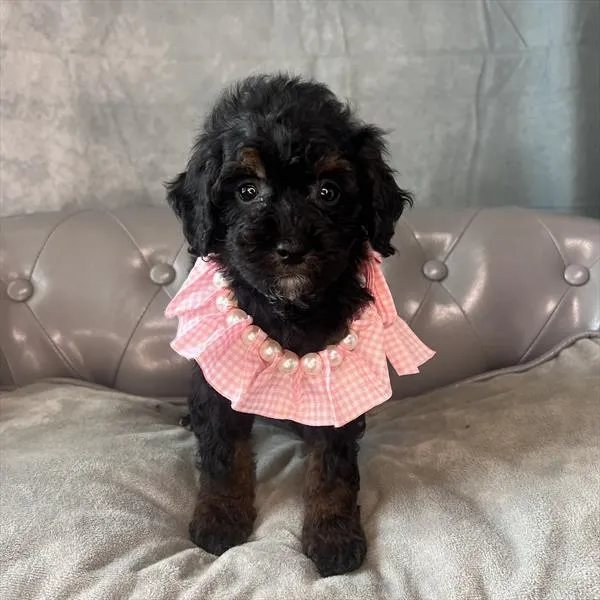 Female Poodle (Mini) puppy named Emma for sale at Pet Express Braintree.