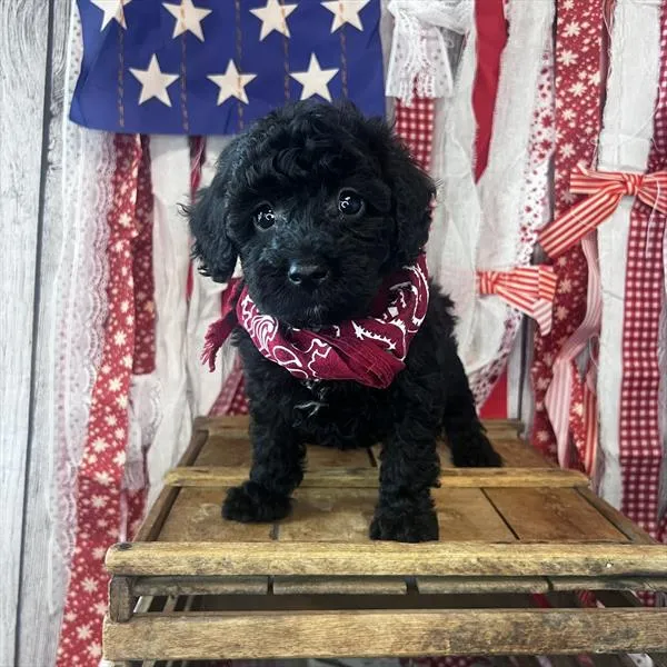Male Poodle (Mini) puppy named Ironhide for sale at Pet Express Saugus.
