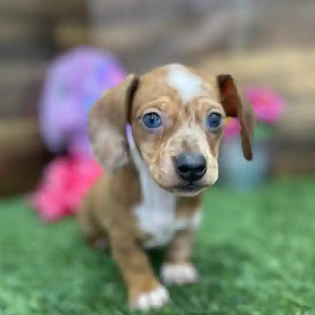 Female Dachshund Puppy for Sale in Braintree, MA