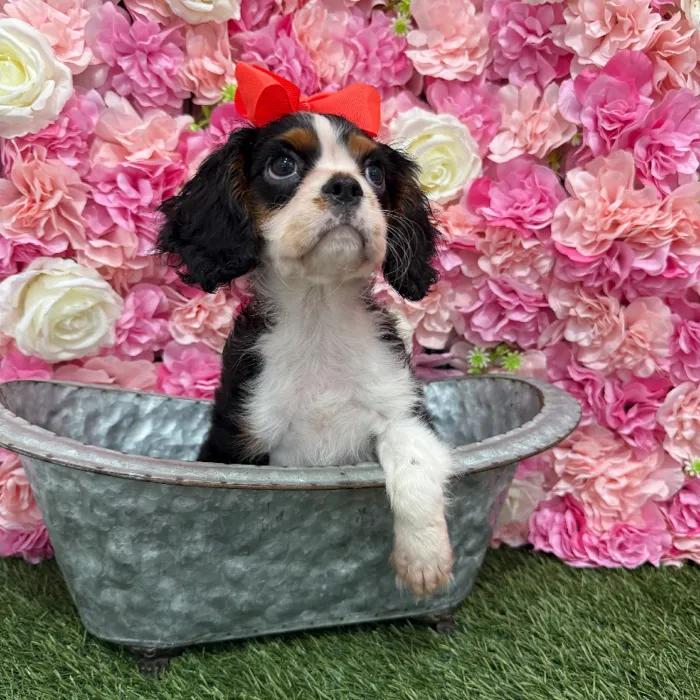 Female Cavalier King Charles Spaniel Puppy for Sale in Braintree, MA