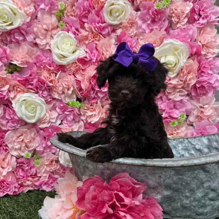 Female Havapoo Puppy for Sale in Braintree, MA