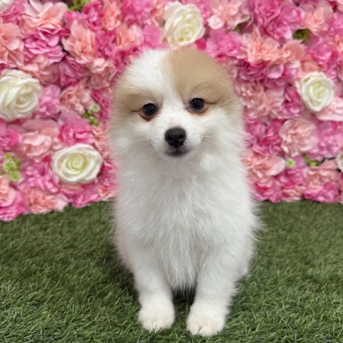 Male Pomimo Puppy for Sale in Braintree, MA