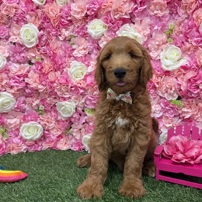 Male Mini Goldendoodle (Moyen) Puppy for Sale in Braintree, MA