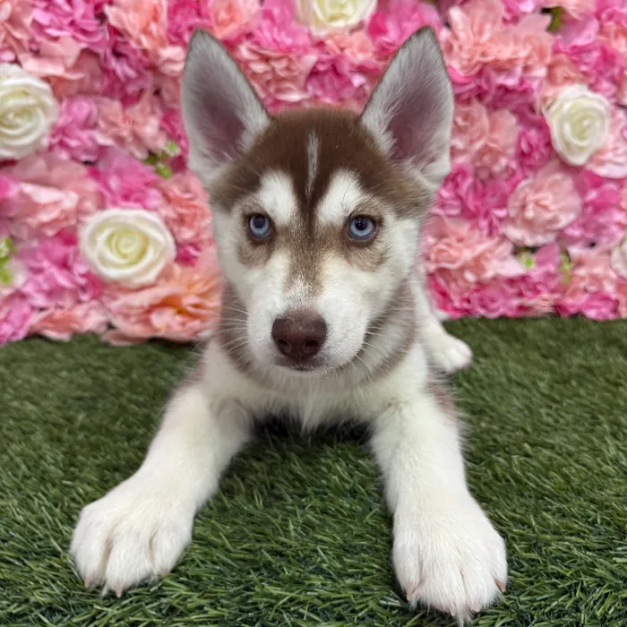 Female Siberian Husky Puppy for Sale in Braintree, MA