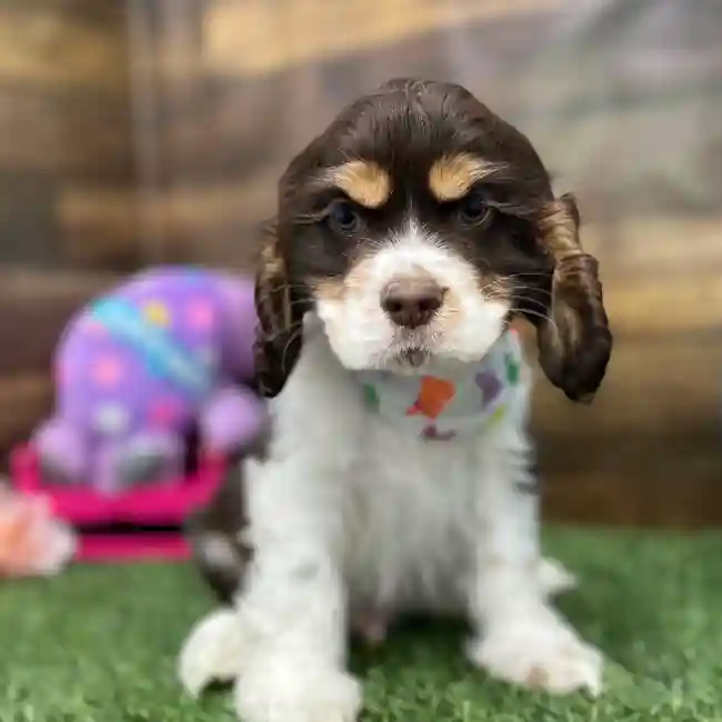 Male Cocker Spaniel Puppy for Sale in Braintree, MA