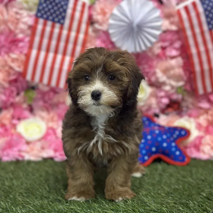 Female Lhasa-Poo Puppy for Sale in Saugus, MA