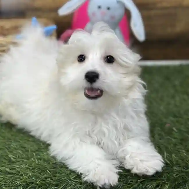 Male Malti-Poo Puppy for Sale in Saugus, MA