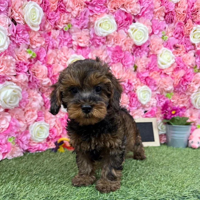 Male Yorkie-Poo puppy named Chase for sale at Pet Express Braintree.
