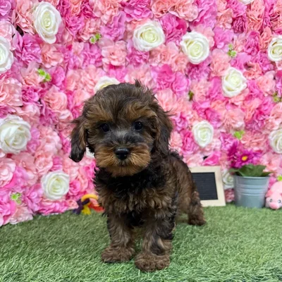 Male Yorkie-Poo puppy named Chase for sale at Pet Express Braintree.